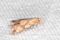 Brachmia blandella