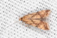Brachmia blandella