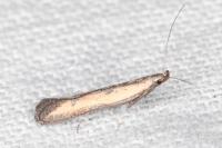 Mesophleps trinotella