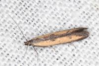 Mesophleps trinotella