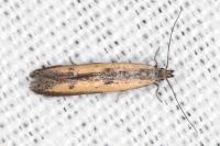 Mesophleps trinotella
