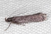 Neofaculta ericetella