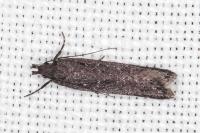 Neofaculta ericetella