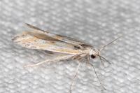 Ptocheuusa paupella