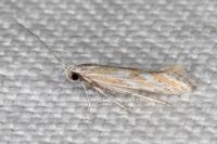 Ptocheuusa paupella