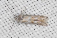 Ptocheuusa paupella