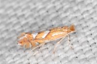 Phyllonorycter belotella