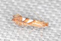 Phyllonorycter belotella