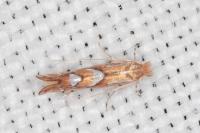 Phyllonorycter belotella