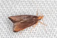 Eurodachtha pallicornella