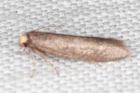 Agnoea