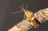 Alabonia geoffrella