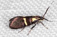 Dasycera oliviella