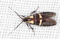 Dasycera oliviella