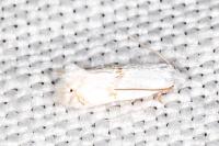 Pseudopostega crepusculella