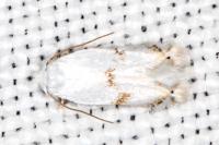 Pseudopostega crepusculella