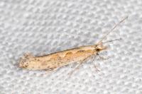 Plutella xylostella