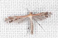 Stangeia siceliota