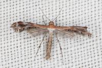 Stangeia siceliota