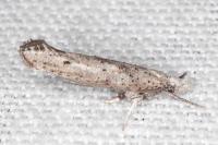 Paradoxus osyridellus