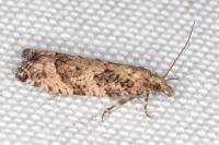 Acroclita subsequana