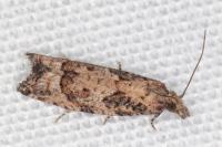 Acroclita subsequana