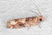 Crocidosema plebejana