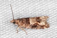 Crocidosema plebejana