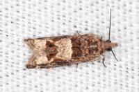 Crocidosema plebejana