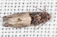 Gypsonoma aceriana