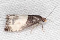 Notocelia cynosbatella