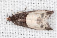 Notocelia cynosbatella