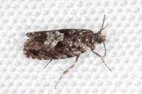 Pammene argyrana
