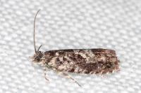Pammene argyrana