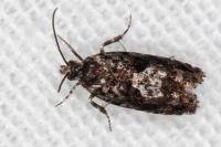 Pammene argyrana
