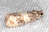 Piniphila bifasciana