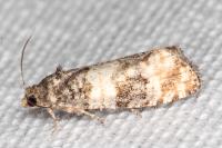 Piniphila bifasciana