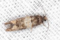 Piniphila bifasciana