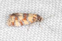 Aethes tesserana