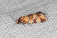 Aethes tesserana