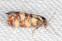 Aethes tesserana