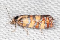Aethes tesserana