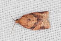 Clepsis consimilana