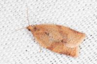 Clepsis consimilana
