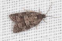 Cnephasia ecullyana