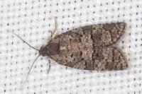 Cnephasia ecullyana