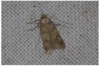 Borkhausenia