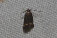 Borkhausenia minutella