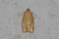 Clepsis consimilana