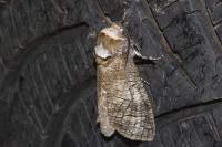 Cossus cossus